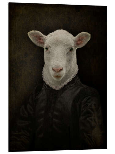 Gallery print Lord Chesterfield Sheep