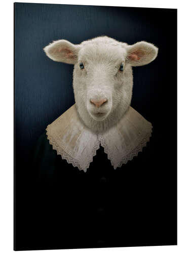 Aluminium print Charleroi Sheep