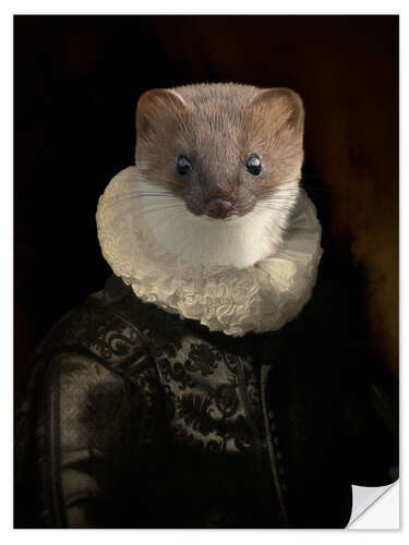 Naklejka na ścianę Flemish ferret