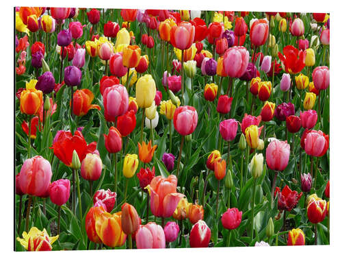 Aluminiumsbilde Colorful tulip bed