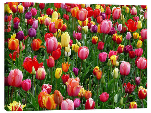 Canvas print Colorful tulip bed