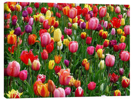 Canvastavla  Colorful tulip bed - Jörg Gamroth