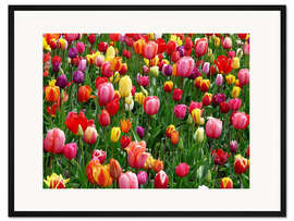 Gerahmter Kunstdruck Buntes Tulpenbeet