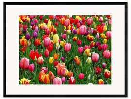 Kunsttryk i ramme Colorful tulip bed