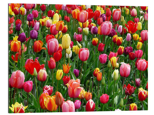 Gallery print Colorful tulip bed