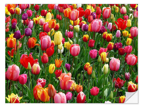 Autocolante decorativo Colorful tulip bed