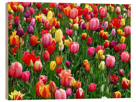 Wood print Colorful tulip bed