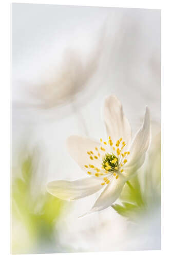 Acrylic print Beautiful Wood Anemone