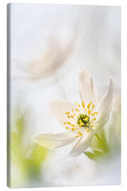 Stampa su tela Beautiful Wood Anemone