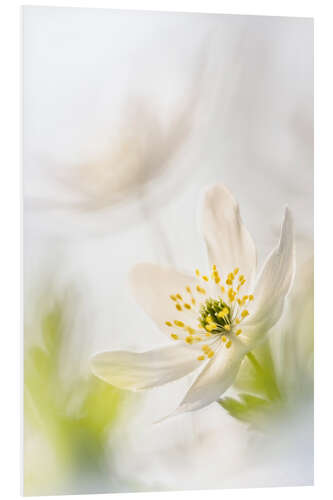 Foam board print Beautiful Wood Anemone