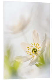 Foam board print Beautiful Wood Anemone