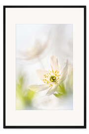 Gerahmter Kunstdruck Schönes Buschwindröschen