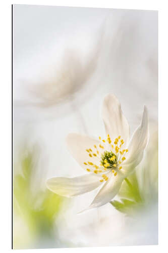 Galleritryk Beautiful Wood Anemone