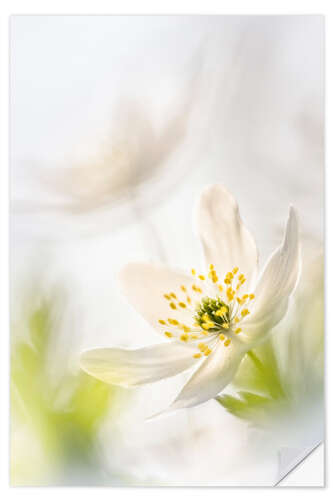 Muursticker Beautiful Wood Anemone