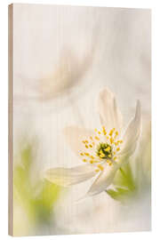 Wood print Beautiful Wood Anemone