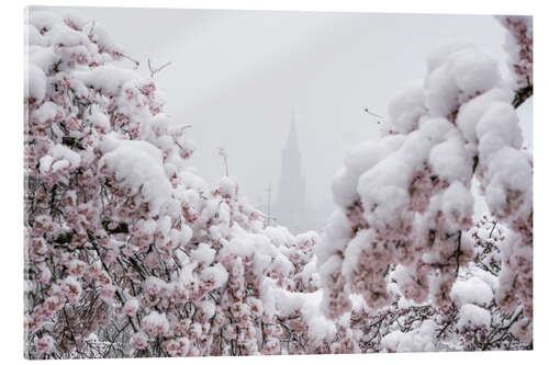 Acrylglas print Bern Minster in the Fog With Cherry Blossoms in the Snow II