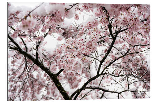 Tableau en aluminium Cherry blossoms in the snow