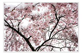 Poster Kirschblüten im Schnee