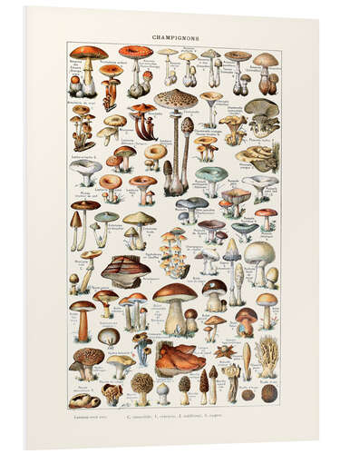 Foam board print Mushrooms vintage (French)