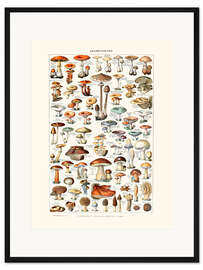 Gerahmter Kunstdruck Pilze Vintage (französisch)