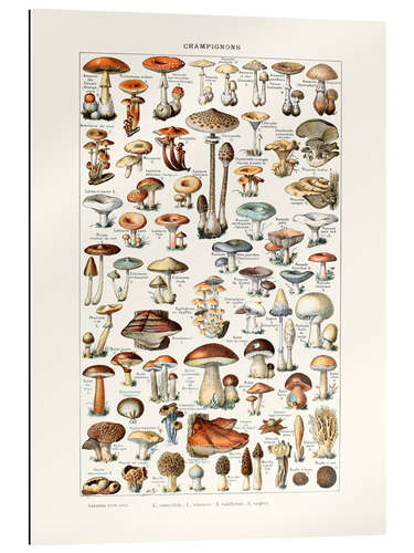 Gallery print Mushrooms vintage (French)