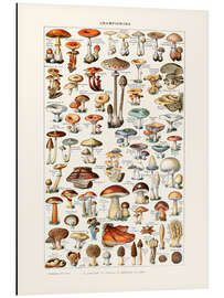Magnettafel Pilze Vintage (französisch)