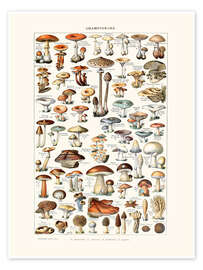 Póster  Mushrooms vintage (French) - Patruschka