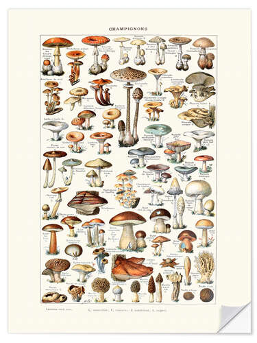 Wall sticker Mushrooms vintage (French)