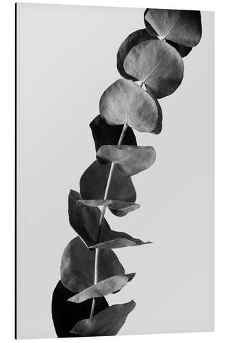 Cuadro de aluminio Eucalyptus Branches - Black & White Edition