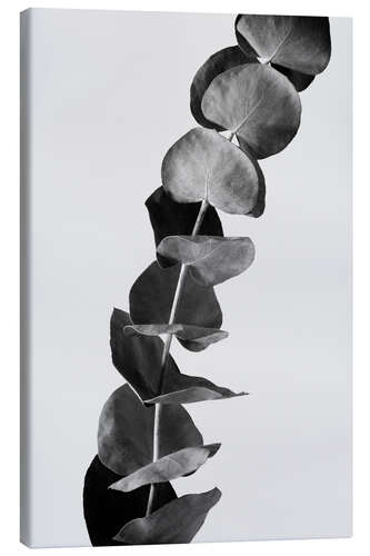 Canvas print Eucalyptus Branches - Black & White Edition