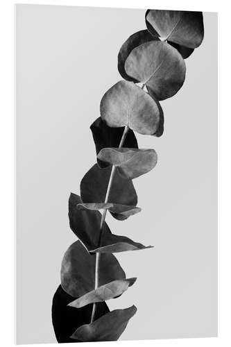 Foam board print Eucalyptus Branches - Black & White Edition