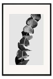 Gerahmter Kunstdruck Eucalyptus Zweige - schwarz &amp; weiß Edition