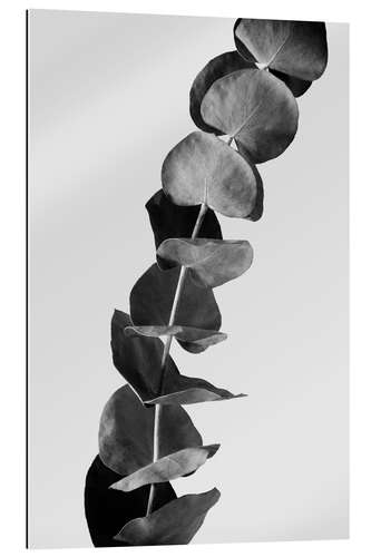 Gallery print Eucalyptus Branches - Black & White Edition