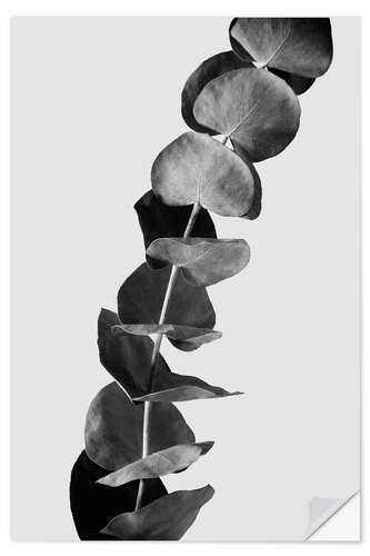 Selvklebende plakat Eucalyptus Branches - Black & White Edition