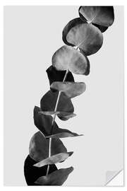 Selvklebende plakat Eucalyptus Branches - Black &amp; White Edition