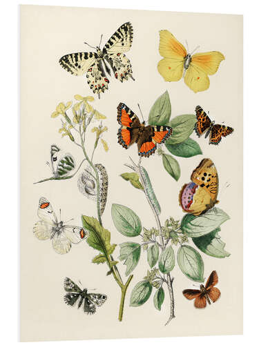 Foam board print Kaleidoscope Butterflies, Caterpillars and Moths I