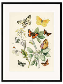 Innrammet kunsttrykk Kaleidoscope Butterflies, Caterpillars and Moths I