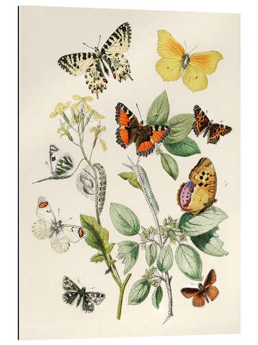 Gallery print Kaleidoscope Butterflies, Caterpillars and Moths I