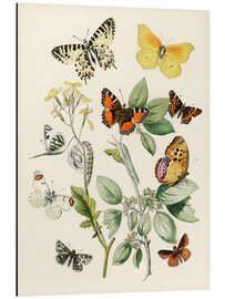 Magnettafel Kaleidoskop-Schmetterlinge, Raupen und Motten I