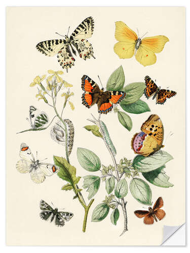 Wall sticker Kaleidoscope Butterflies, Caterpillars and Moths I