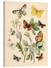 Wood print Kaleidoscope Butterflies, Caterpillars and Moths I