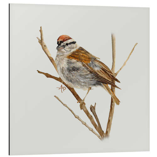 Aluminium print Perched Chipping Sparrow