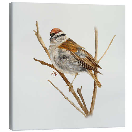 Canvas print Perched Chipping Sparrow