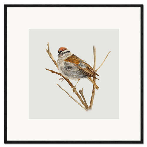 Impressão artística com moldura Perched Chipping Sparrow