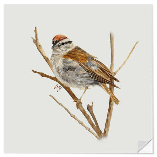 Selvklebende plakat Perched Chipping Sparrow