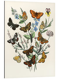 Aluminium print Kaleidoscope Butterflies, Caterpillars and Moths II