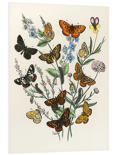 Foam board print Kaleidoscope Butterflies, Caterpillars and Moths II