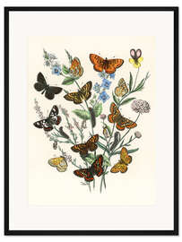 Gerahmter Kunstdruck Kaleidoskop-Schmetterlinge, Raupen und Motten II