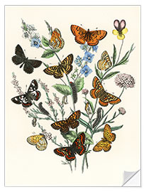 Naklejka na ścianę Kaleidoscope Butterflies, Caterpillars and Moths II