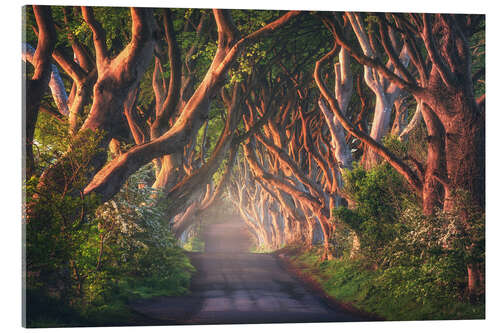 Akrylglastavla Morning light at the Dark Hedges in Northern Ireland